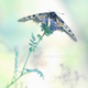 Illustration for article titled Wildlife photos that blur the line between reality and fantasy